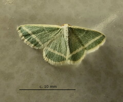 Mixocera frustratoria