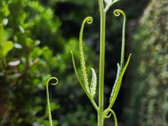 Pteris ensiformis victoriae