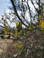 Forestiera phillyreoides