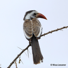 Tockus erythrorhynchus