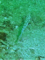 Amblygobius stethophthalmus
