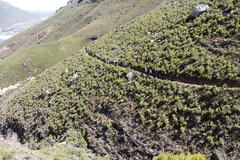 Protea lepidocarpodendron