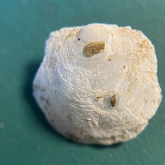 Heteranomia squamula