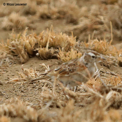 Chersomanes albofasciata