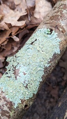 Flavoparmelia soredians
