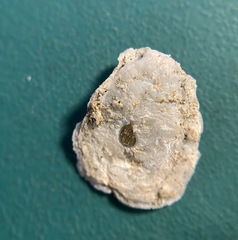 Heteranomia squamula