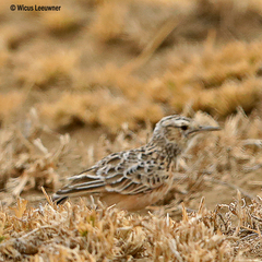 Chersomanes albofasciata