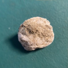 Heteranomia squamula