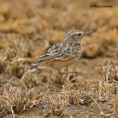 Chersomanes albofasciata