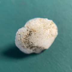 Heteranomia squamula