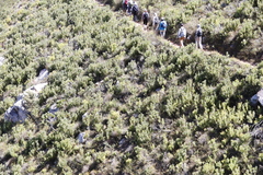 Protea lepidocarpodendron
