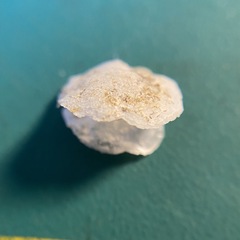 Heteranomia squamula