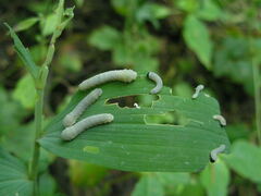 Phymatocera aterrima