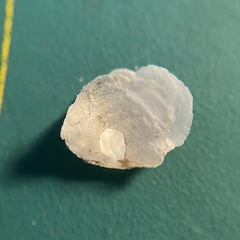 Heteranomia squamula