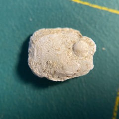 Heteranomia squamula