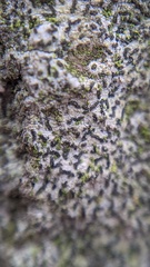 Alyxoria varia