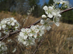 Prunus angustifolia