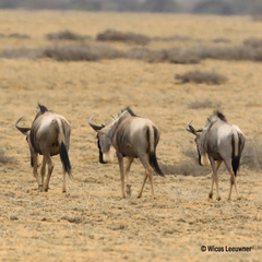 Connochaetes taurinus albojubatus