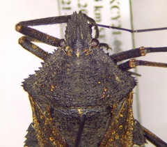 Mustha spinosula