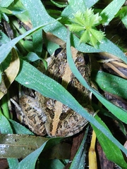 Platyplectrum ornatum