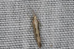 Plutella xylostella-australiana