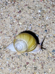 Xanthomelon pachystylum