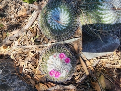 Mammillaria orcuttii
