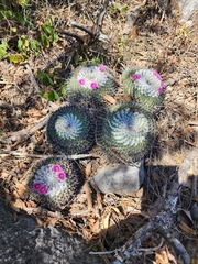 Mammillaria orcuttii