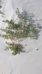 Tetragonia decumbens