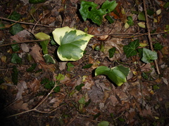 Hedera algeriensis