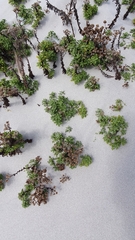 Oncosiphon suffruticosus