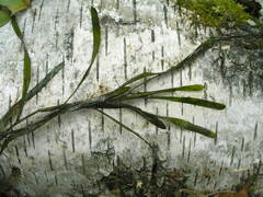 Potamogeton compressus