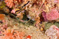 Panulirus versicolor