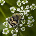 Eurasian Bee Beetle - Photo (c) Tatiana Bulyonkova, some rights reserved (CC BY-NC-SA)