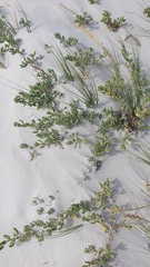 Tetragonia decumbens