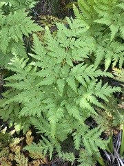 Loxsoma cunninghamii