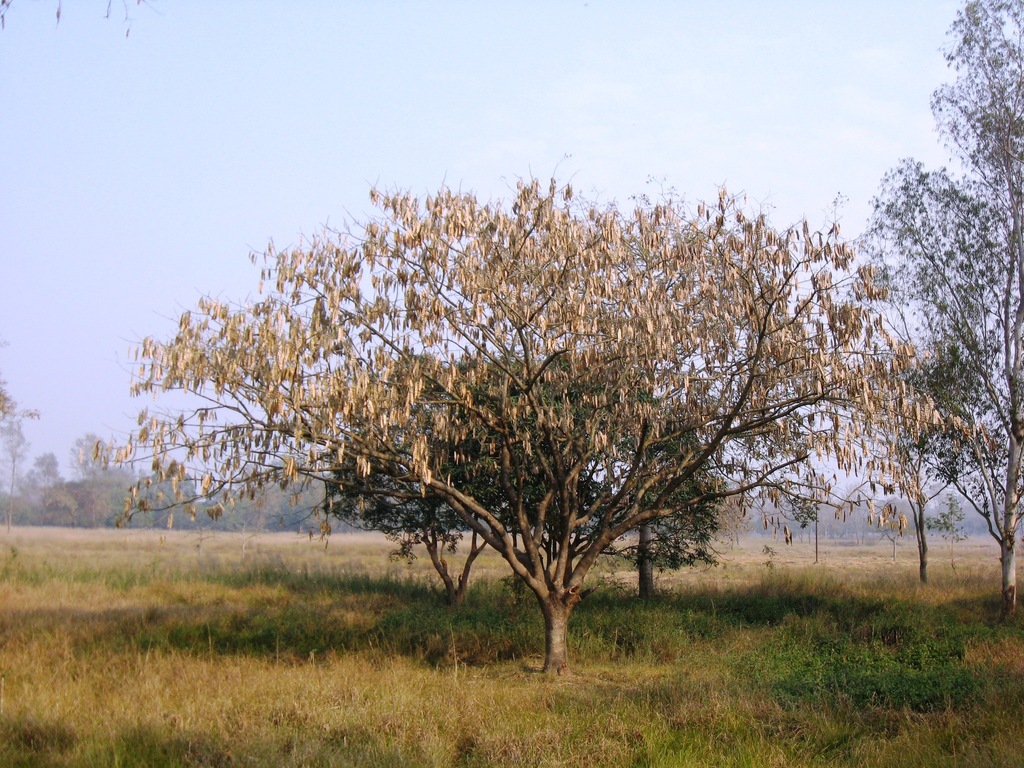 Lebec Tree lebbeck from Lumbini 32900, Nepal on January 26, 2012 at 02:50 PM by ...