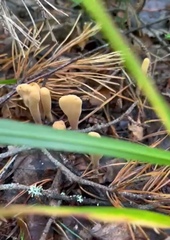 Clavariadelphus ligula