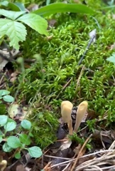 Clavariadelphus ligula