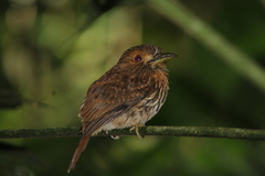 Malacoptila panamensis