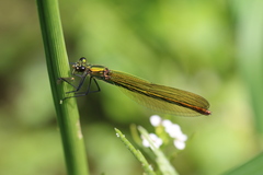 Calopteryx splendens