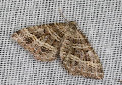 Chrysolarentia subrectaria