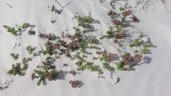 Oncosiphon suffruticosus