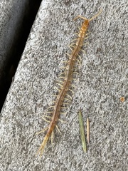 Scolopocryptops gracilis