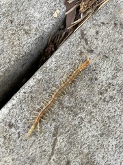 Scolopocryptops gracilis