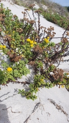 Oncosiphon suffruticosus