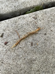 Scolopocryptops gracilis