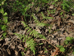 Macrothelypteris torresiana