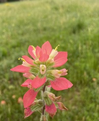 Castilleja indivisa