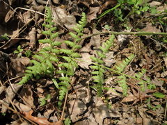 Macrothelypteris torresiana